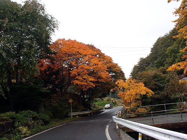 温泉旅館前の木も紅葉で綺麗